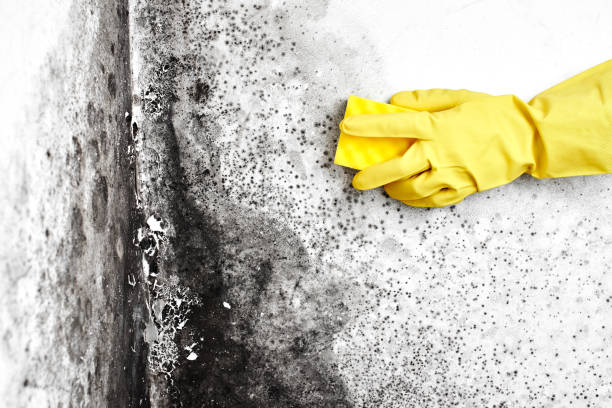 Best Black Mold Removal  in Grangeville, ID
