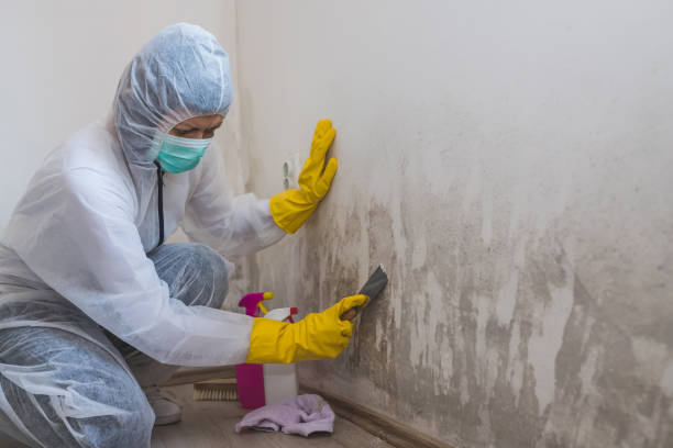 Best Best Mold Removal Companies  in Grangeville, ID