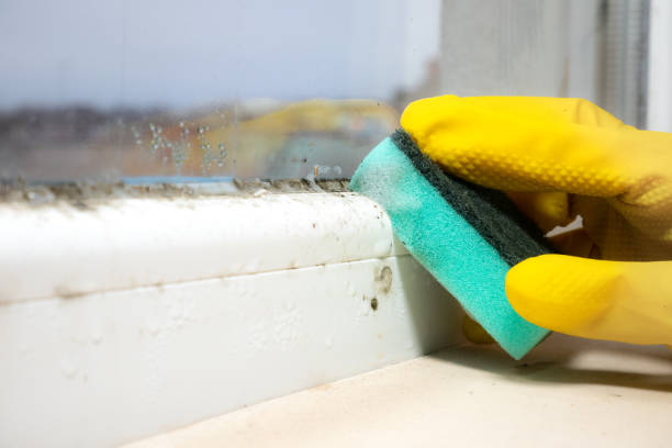 Best Mold Testing  in Grangeville, ID