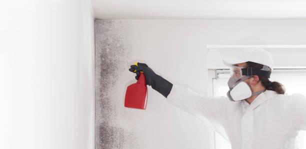 Best Crawl Space Mold Removal  in Grangeville, ID