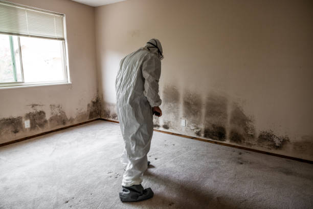 Home Mold Removal in Grangeville, ID