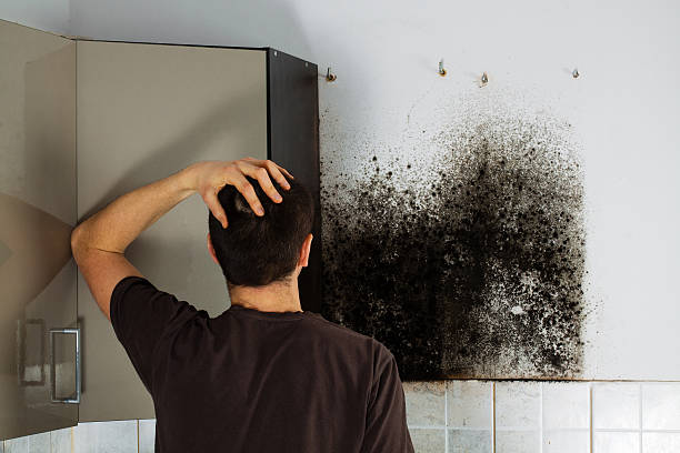 Best Affordable Mold Removal  in Grangeville, ID