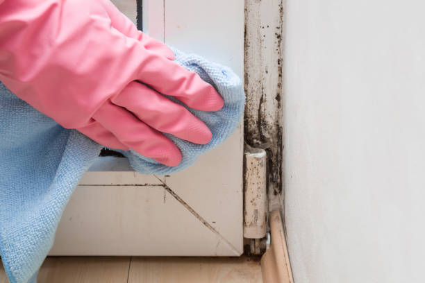 Best Residential Mold Removal  in Grangeville, ID