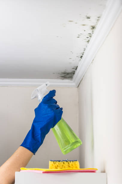 Professional Mold Removal in Grangeville, ID